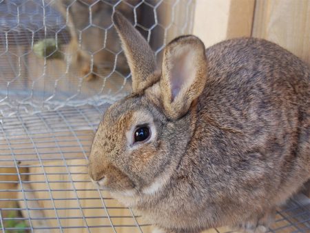 rabbit