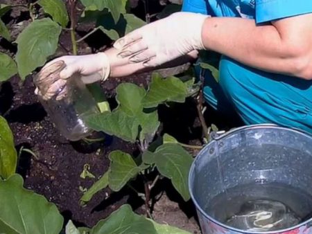 Watering eggplant