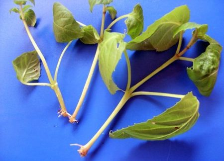 Fuchsia Cuttings