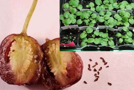 Fuchsia seed propagation