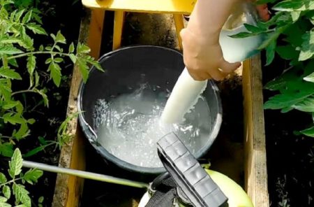 milk processing of tomatoes