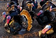 Turkey breeding
