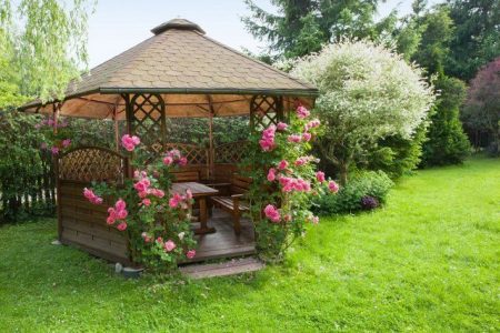 Climbing roses