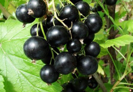 currant processing