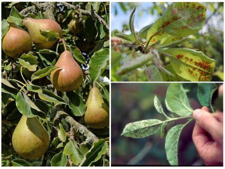 Aphid on pear