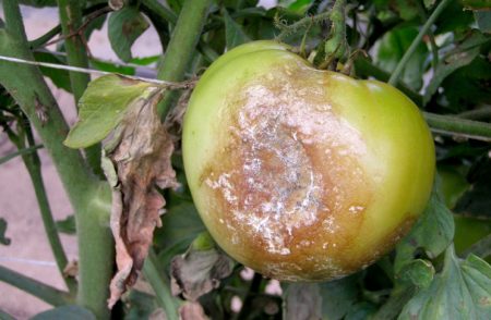 late blight tomato