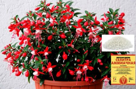 Feeding Fuchsia