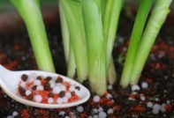 how to feed onions