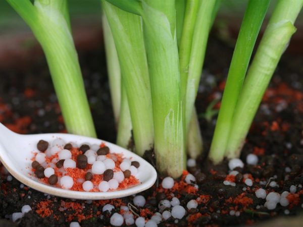 how to feed onions