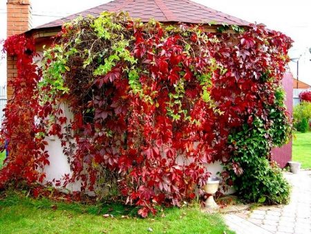 wild grapes