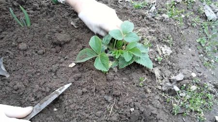 Soil loosening