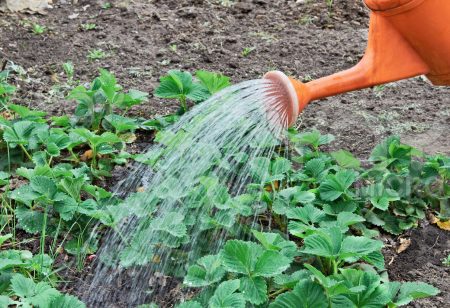 Water the bushes