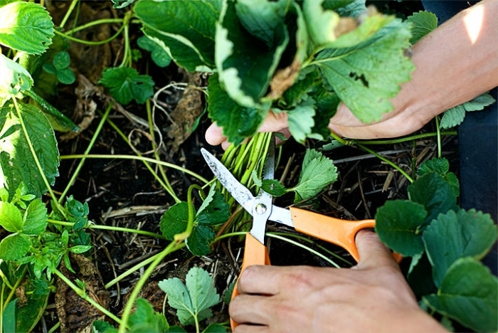 Cut the leaves