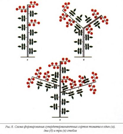 3-stabljika formacija