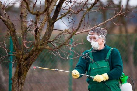 Spring pear spraying