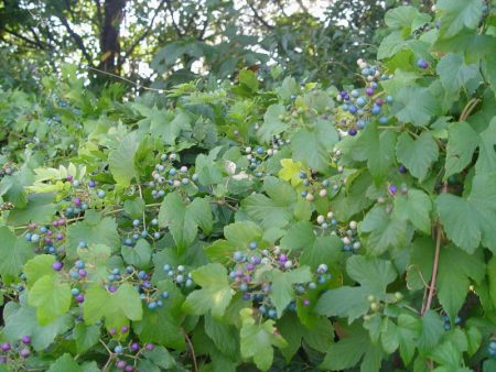 vineyard