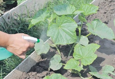 Foliar top dressing of cucumbers