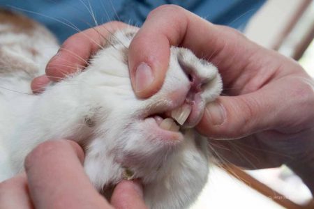 rabbit pick