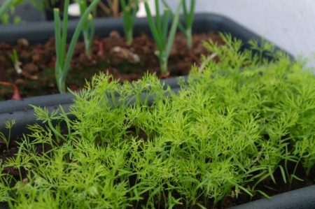 We grow dill on the balcony