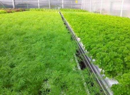 dill in the greenhouse