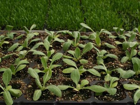 Gailardia cultivation