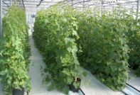Trellis Cucumbers