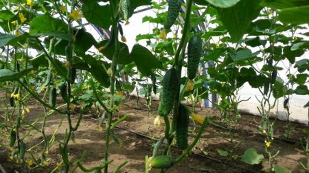 growing cucumbers