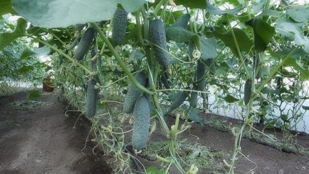 Uzgajamo krastavce