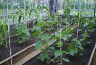 Cucumbers in the greenhouse