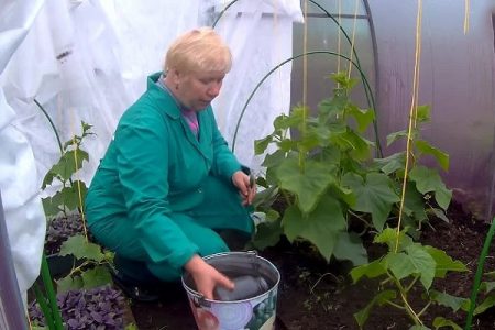 Topping cucumbers in a greenhouse