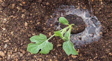 Watering seedlings