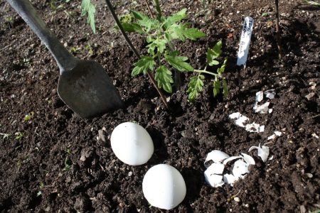top dressing for tomatoes