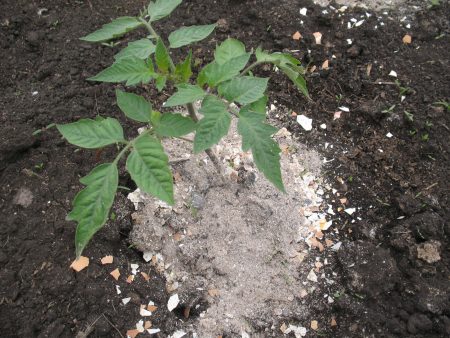 tomato