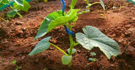 cucumber