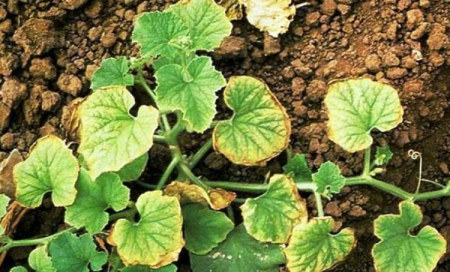 Yellow leaves of cucumbers