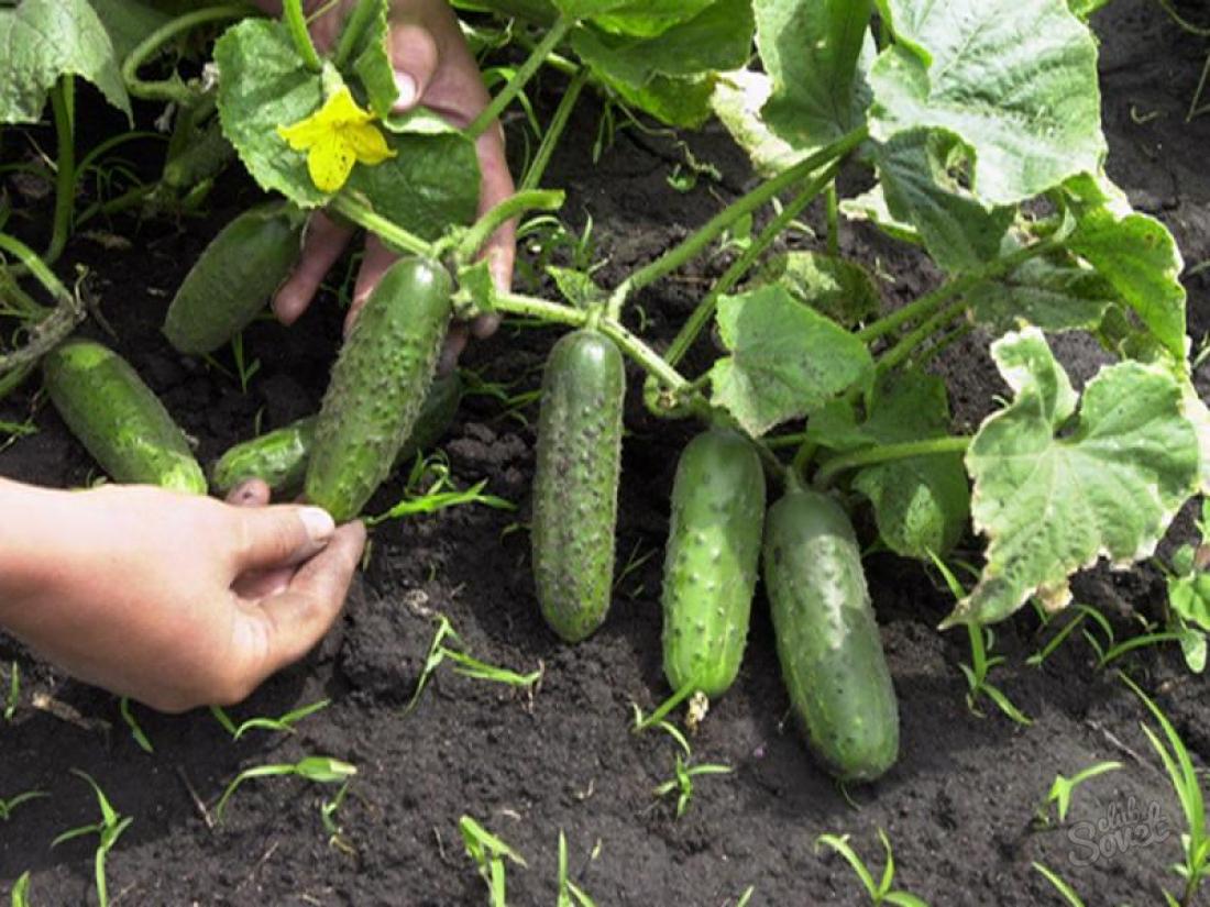 cucumbers