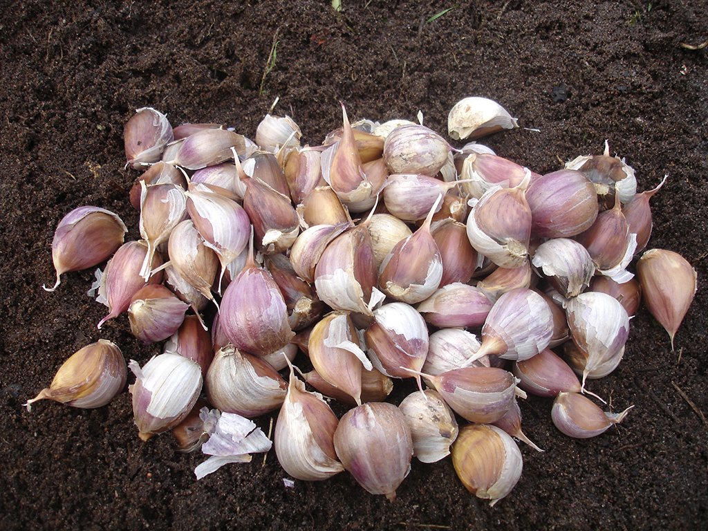 winter garlic