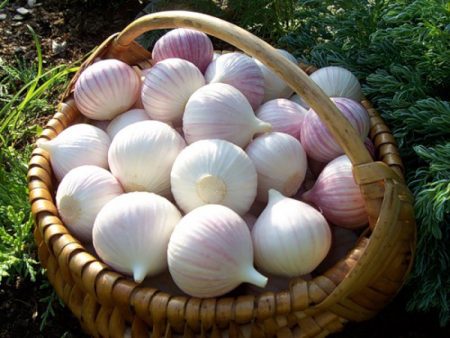 harvesting