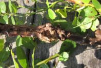 Rose diseases
