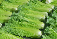 Chinese cabbage