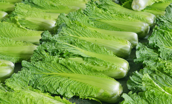 Chinese cabbage