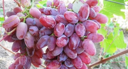grape sort