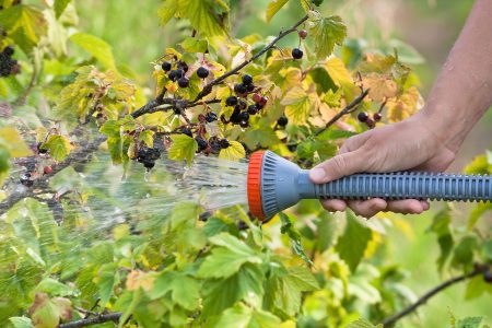 gooseberry fertilizer