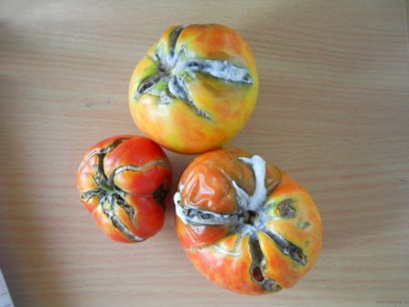 bad tomatoes