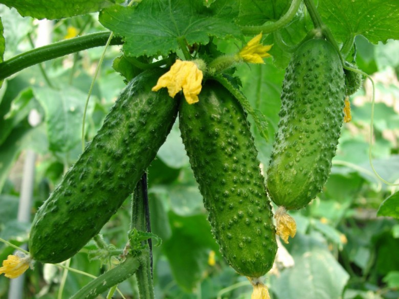 Cucumbers