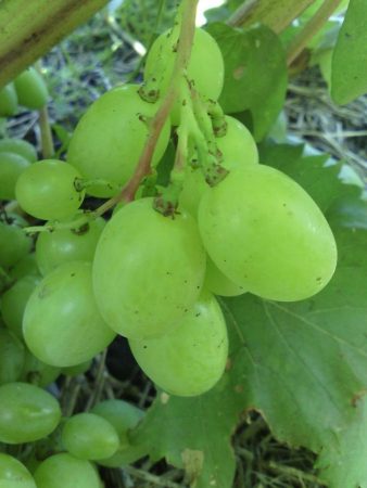 Natalya Rostova grape