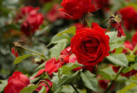 Red Rose