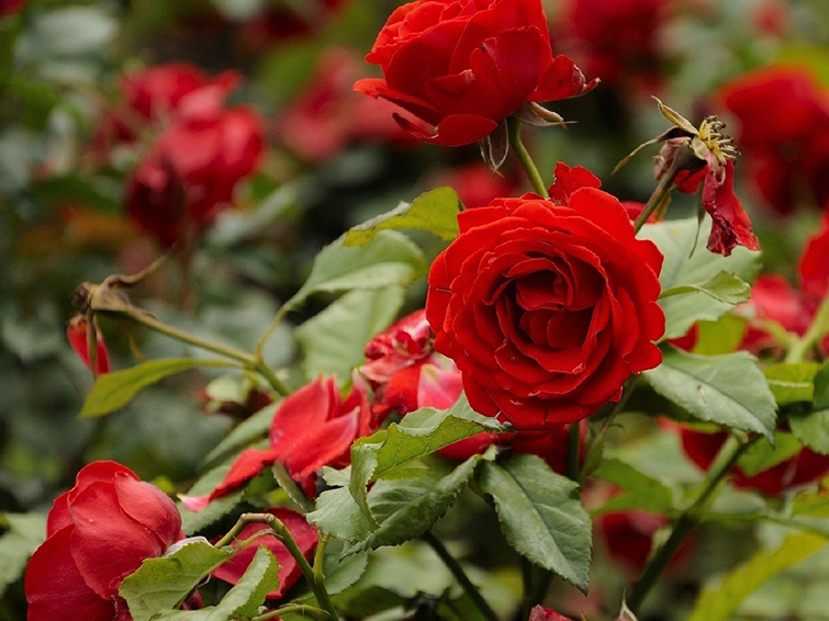 Red Rose