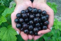 Currant