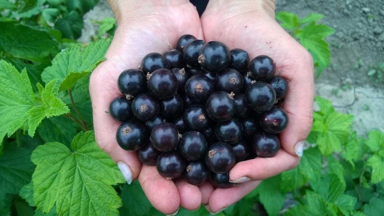 Currant